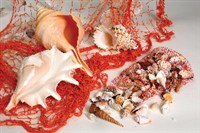 Sea Shell Decor			