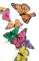 Butterflies			