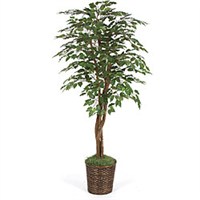 6Ft Ficus Tree			