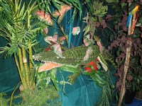 Jungle Plants		