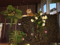Jungle Tiger Backdrop			